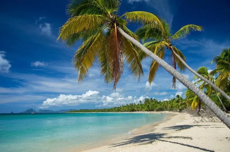 Plage des Salines avec sable blanc et cocotiers